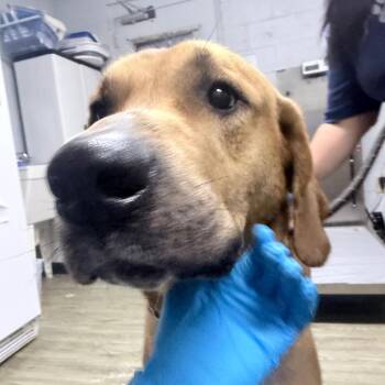 Rusty -  Mixed Breed Dog for Adoption in Summerville, South Carolina - Rusty | PetCurious