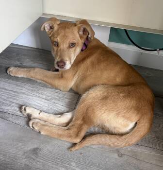 Catahoula Leopard Dog and Labrador Retriever Dogs Available for Adoption - Pepper Jack | PetCurious