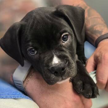 Easton -  Boxer and Pit Bull Terrier Dog for Adoption in York, Pennsylvania - Easton | PetCurious