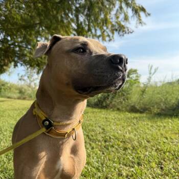 Garfunkel -  Pit Bull Terrier Dog for Adoption in Pearland, Texas - Garfunkel | PetCurious