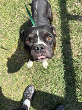 Rescue American Bully Dogs for Adoption in Lorida, Florida - Rico | PetCurious