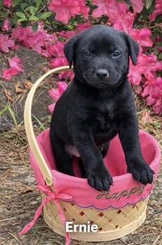 Labrador Retriever Dogs Available for Adoption - Ernie | PetCurious
