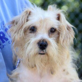 Scruffy (AO36812) -  Terrier Dog for Adoption in Kansas City, Kansas - Scruffy (AO36812) | PetCurious
