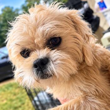 Trixie -  Shih Tzu Dog for Adoption in Cartersville, Georgia - Trixie | PetCurious