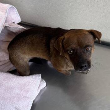 112290 -  Mixed Breed Dog for Adoption in Las Cruces, New Mexico - 112290 | PetCurious