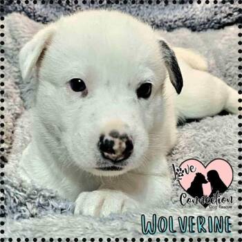 Rescue Siberian Husky Dogs for Adoption in Gilbert, Arizona - Wolverine | PetCurious