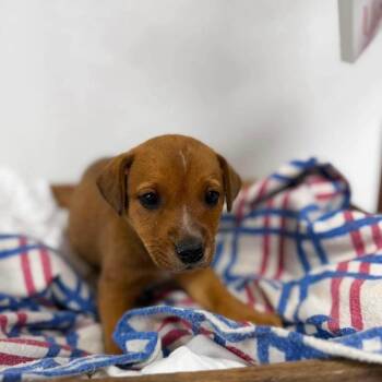 Farkle -  Cattle Dog and Mixed Breed Dog for Adoption - Farkle | PetCurious