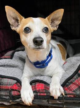 Rascal -  Jack Russell Terrier Dog for Adoption in Wedgefield, South Carolina - Rascal | PetCurious