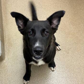 Ryatt -  Shepherd and Mixed Breed Dog for Adoption in Corpus Christi, Texas - Ryatt | PetCurious