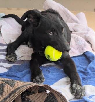 Mixed Breed and Airedale Terrier Dogs Available for Adoption in Green Valley, Arizona - Auggie | PetCurious