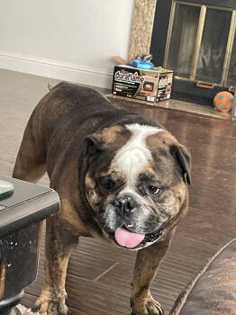 Rescue English Bulldog Dogs for Adoption in Woodland, California - Sherman | PetCurious