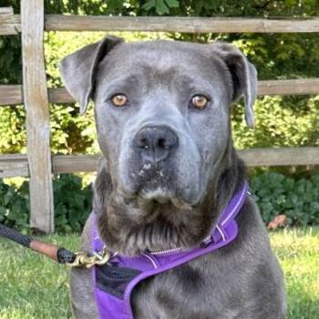 Benicio -  Mastiff and Mixed Breed Dog for Adoption in Woodinville, Washington - Benicio | PetCurious