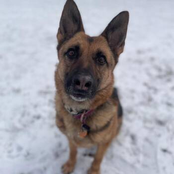 German Shepherd Dog Dogs Available for Adoption in Wadena, Minnesota - Luna | PetCurious