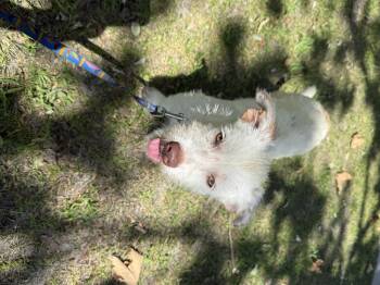 Nova -  Jack Russell Terrier Dog for Adoption in Chula Vista, California - Nova | PetCurious