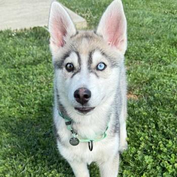 Husky Dogs Available for Adoption in Marshall, Virginia - Link - 003597 | PetCurious