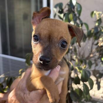 Whistle -  Chihuahua Dog for Adoption in Oceanside, California - Whistle | PetCurious