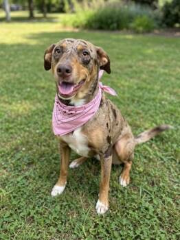 Cally -  Catahoula Leopard Dog Dog for Adoption in Gulfport, Mississippi - Cally | PetCurious