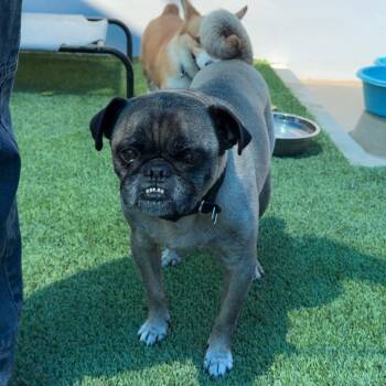 Pug Dogs Available for Adoption in Los Angeles, California - Terrance A2270682 | PetCurious