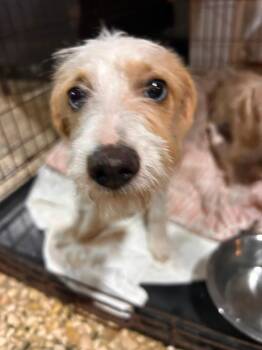 Kira -  Terrier and Miniature Poodle Dog for Adoption in Albion, New York - Kira | PetCurious