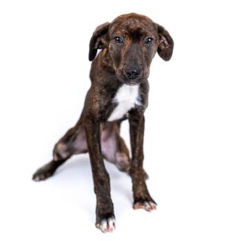 Brinley -  Plott Hound and Mixed Breed Dog for Adoption in Northbrook, Illinois - Brinley | PetCurious