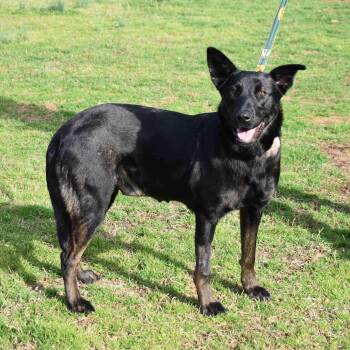 German Shepherd Dog Dogs Available for Adoption - Nova | PetCurious