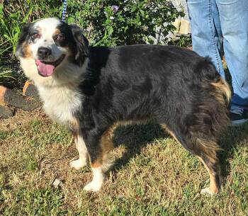 Matilda -  Australian Shepherd and Retriever Dog for Adoption in New York, New York - Matilda | PetCurious