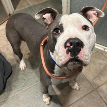 Mixed Breed Dogs Available for Adoption - Rocky | PetCurious