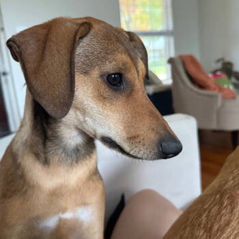 Rescue Hound Dogs for Adoption in Dallas, Texas - Clover | PetCurious