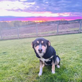 Shepherd and Rottweiler Dogs Available for Adoption in Richmond Hill, Ontario - Chloe | PetCurious