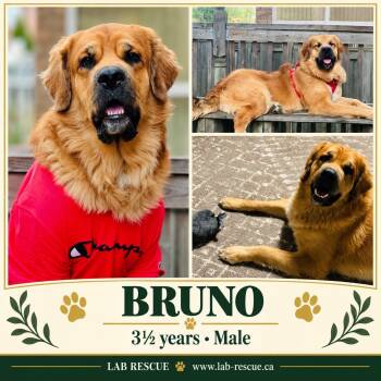 Bruno -  Bernese Mountain Dog and Labrador Retriever Dog for Adoption in Oakville, Ontario - Bruno | PetCurious
