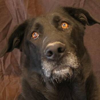 Smokey -  Labrador Retriever and Mixed Breed Dog for Adoption in Rifle, Colorado - Smokey | PetCurious