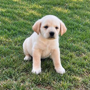 Porter Guitar -  Shepherd and Yellow Labrador Retriever Dog for Adoption in Andover, Massachusetts - Porter Guitar | PetCurious