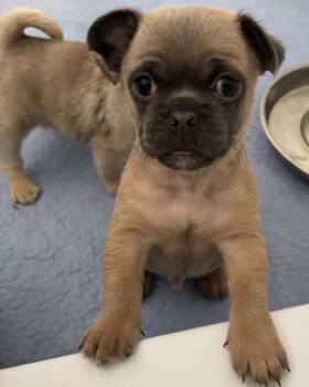 Rocket -  Pug Dog for Adoption in Corona, California - Rocket | PetCurious