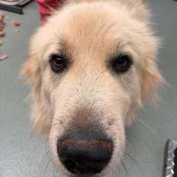 Gromit -  Great Pyrenees Dog for Adoption in Abilene, Texas - Gromit | PetCurious