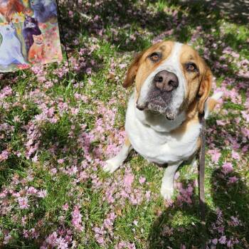 Mixed Breed Dogs Available for Adoption in Port Townsend, Washington - Duckling | PetCurious