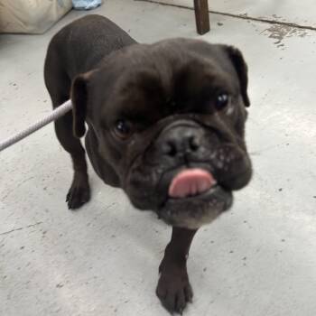 French Bulldog and Mixed Breed Dogs Available for Adoption - NALA | PetCurious