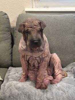 Shar Pei Dogs Available for Adoption - Piglet | PetCurious