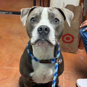 Pit Bull Terrier Dogs Available for Adoption in Goleta, California - Arthur | PetCurious
