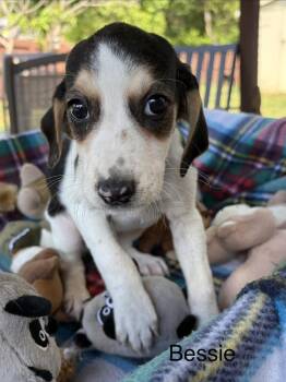 Hound and Beagle Dogs Available for Adoption in Louisa, Virginia - Bessie | PetCurious