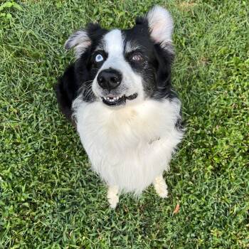 Carl -  Border Collie Dog for Adoption in Pleasure Rdge, Kentucky - Carl | PetCurious