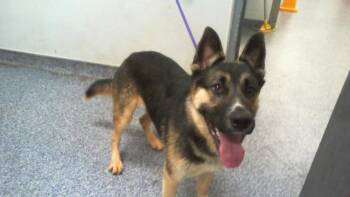 FIFI -  German Shepherd Dog Dog Available for Adoption in Charlotte, North Carolina - FIFI | PetCurious