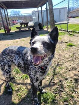 Australian Cattle Dog Blue Heeler Dogs Available for Adoption in Cambridge, Ohio - SPECKLES 088-26 | PetCurious
