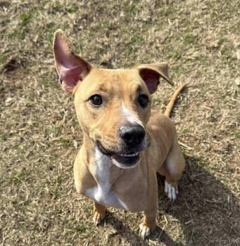 RYLEE -  Terrier and Labrador Retriever Dog for Adoption in Holbrook, New York - RYLEE | PetCurious