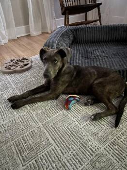 Tillie -  Pit Bull Terrier and Mixed Breed Dog for Adoption in Denver, Colorado - Tillie | PetCurious