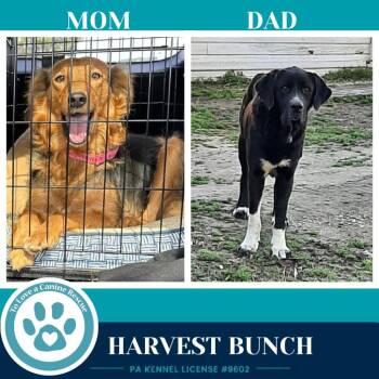Rye (Harvest Bunch) 080126 -  Labrador Retriever and Shepherd Dog for Adoption in Kimberton, Pennsylvania - Rye (Harvest Bunch) 080126 | PetCurious