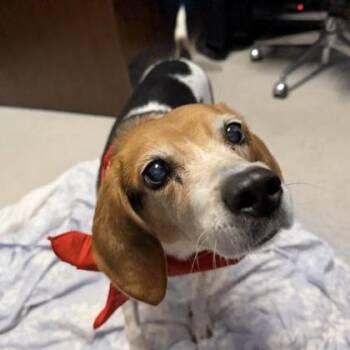 Daisy May -  Beagle and Mixed Breed Dog for Adoption in Richmond, Virginia - Daisy May | PetCurious