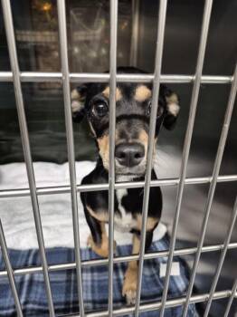 Chihuahua Dogs Available for Adoption - Pen 238 Honeydew | PetCurious