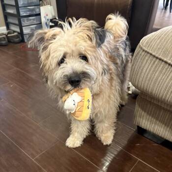 Swiper -  Cairn Terrier Dog for Adoption in Houston, Texas - Swiper | PetCurious