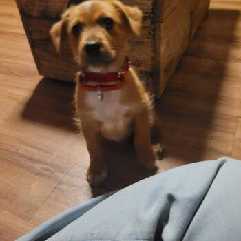 Terrier Dogs Available for Adoption in New London, Wisconsin - Frick | PetCurious