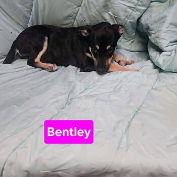 Bentley -  Australian Cattle Dog Blue Heeler Dog for Adoption in Uxbridge, Massachusetts - Bentley | PetCurious